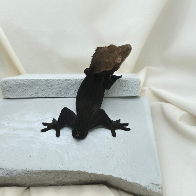 챠콜 팬텀 카푸치노