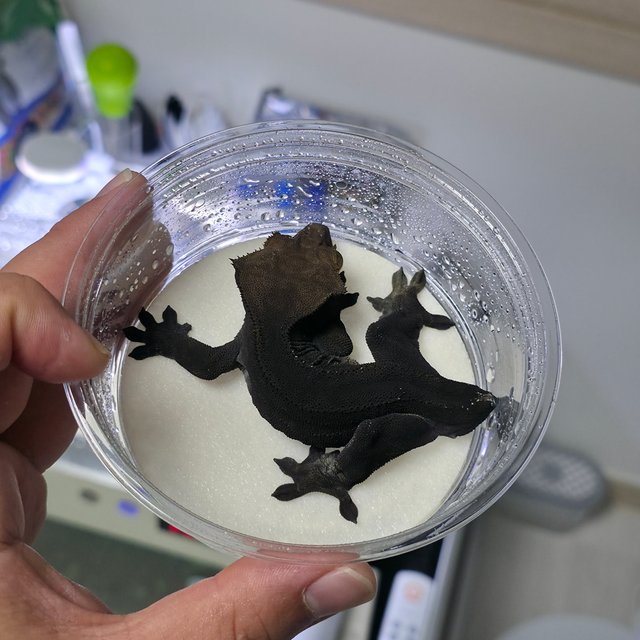 챠콜 팬텀 카푸치노