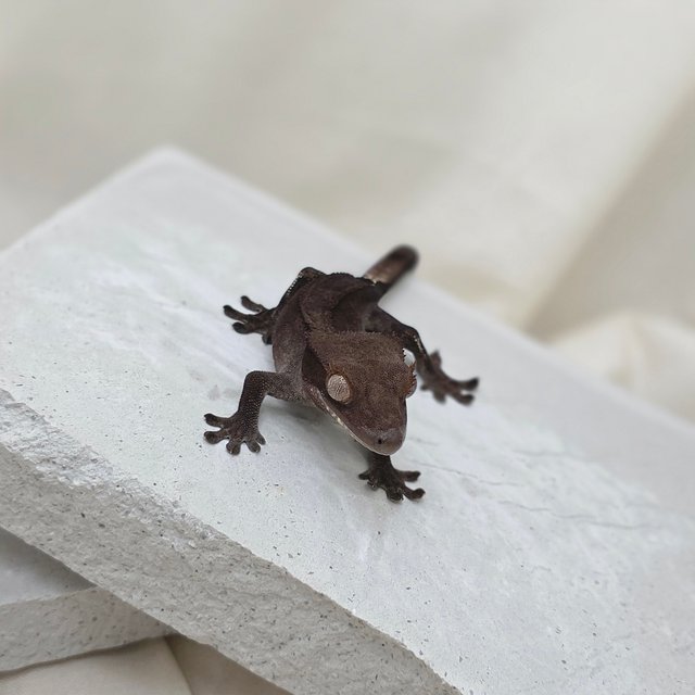 슈퍼스트라이프 챠콜 팬텀 카푸치노