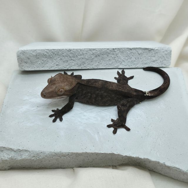 챠콜 팬텀 카푸치노