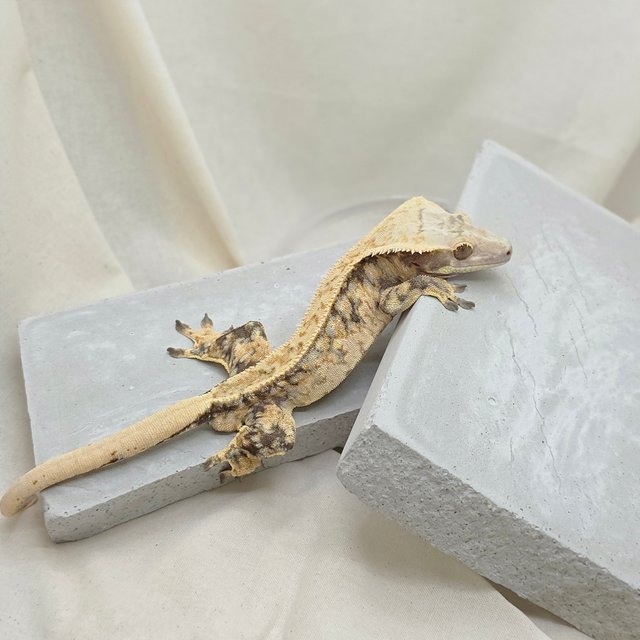 노멀 핀스트라이프 드리피 화이트스팟 풀핀 텐저린