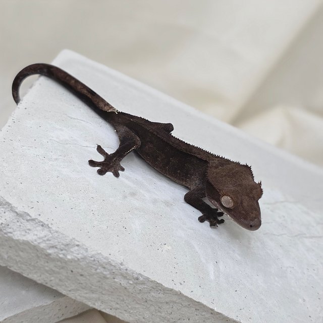 슈퍼스트라이프 챠콜 팬텀 카푸치노