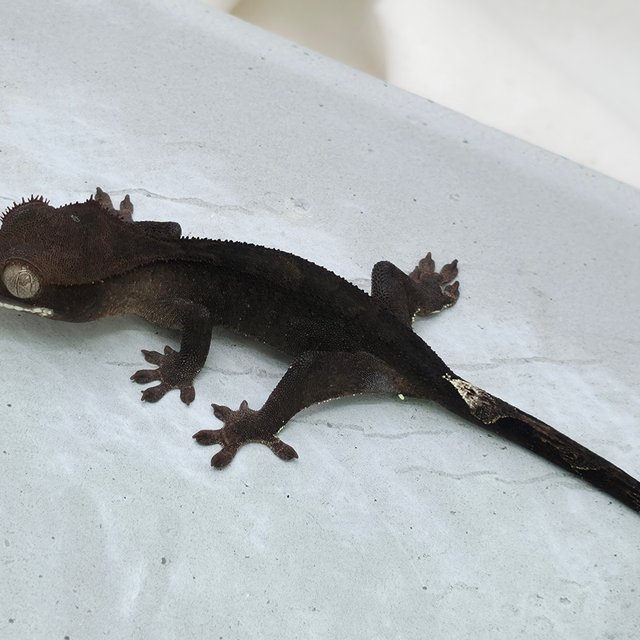 챠콜 팬텀 카푸치노