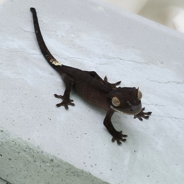 챠콜 팬텀 카푸치노