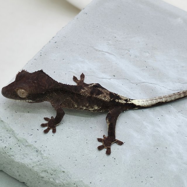 챠콜 팬텀 프라푸치노