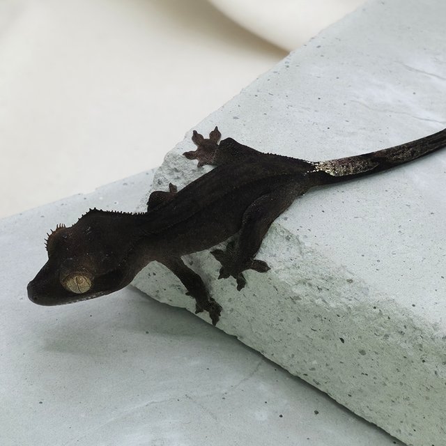 슈퍼스트라이프 챠콜 팬텀 카푸치노