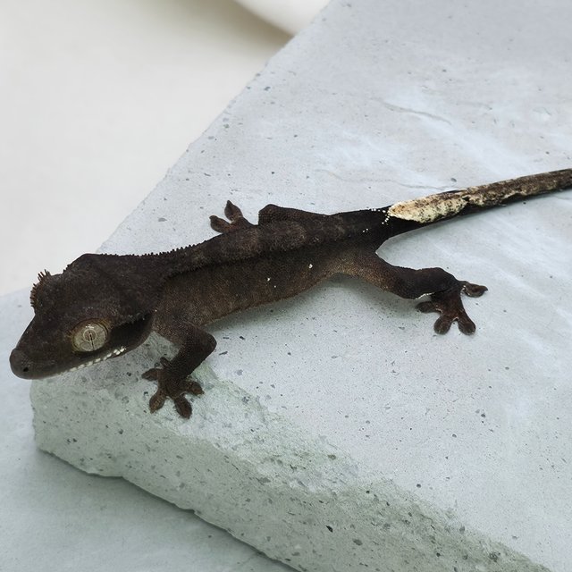 화이트포트홀 챠콜