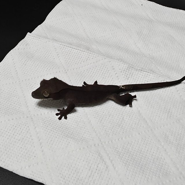 챠콜 팬텀 카푸치노