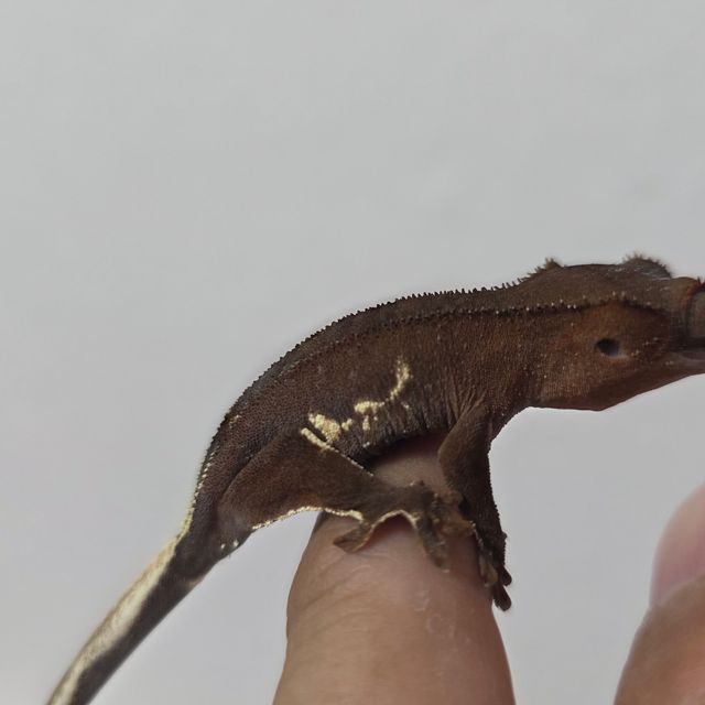 다크 팬텀 릴리화이트