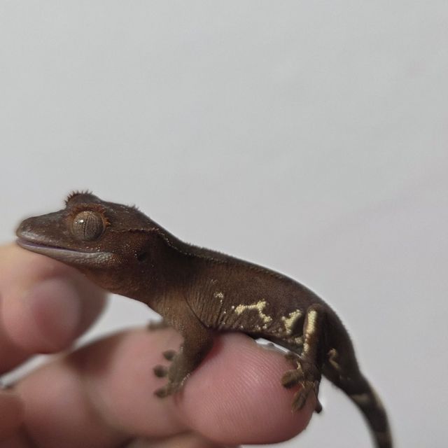 다크 팬텀 릴리화이트