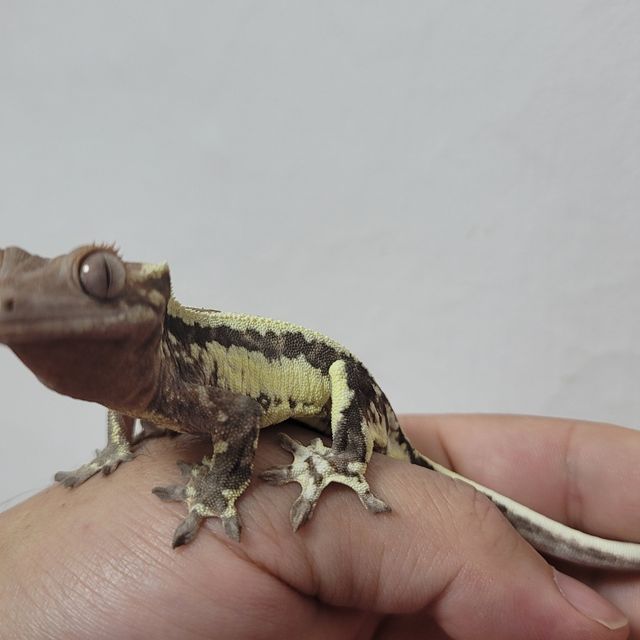 프라푸치노