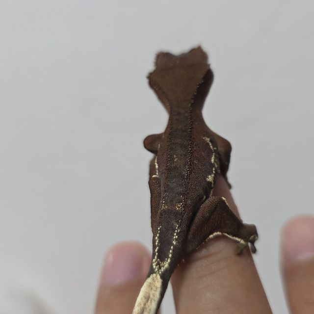 다크 팬텀 릴리화이트