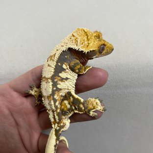 트라이 익스트림할리퀸