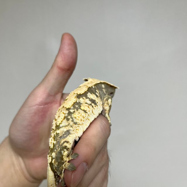 트라이 익스트림할리퀸