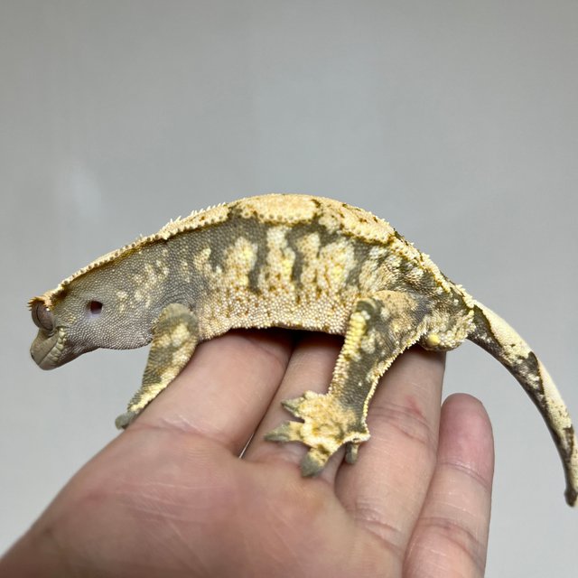 트라이 익스트림할리퀸