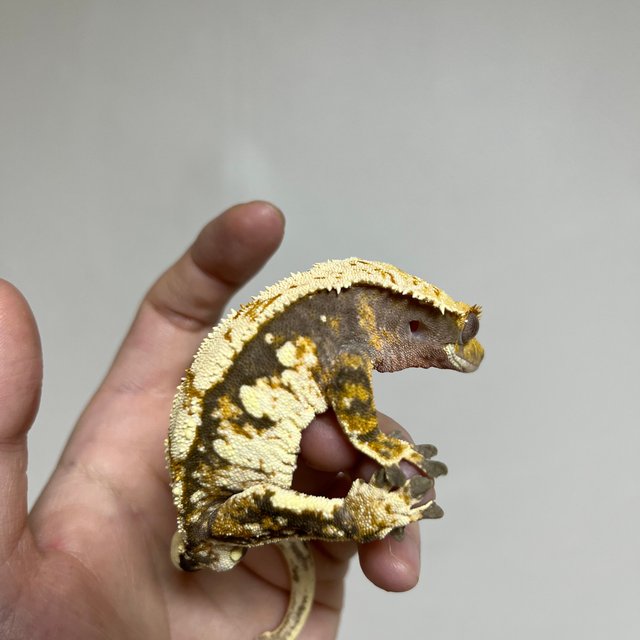 트라이 익스트림할리퀸