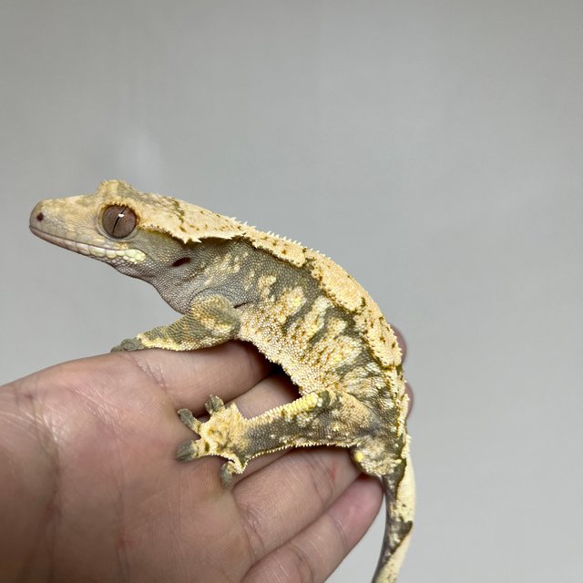 트라이 익스트림할리퀸