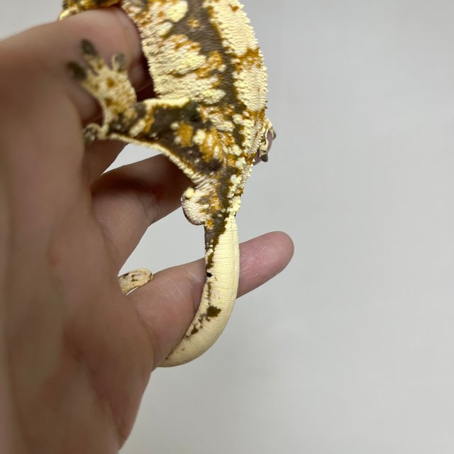 트라이 익스트림할리퀸