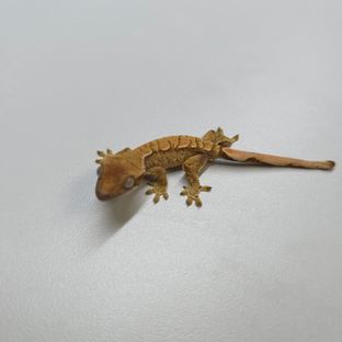 트라이 드리피 익스트림할리퀸