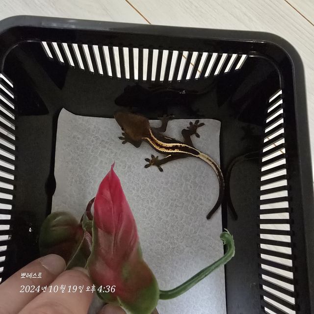 슈퍼스트라이프 엠티백 풀핀 블랙