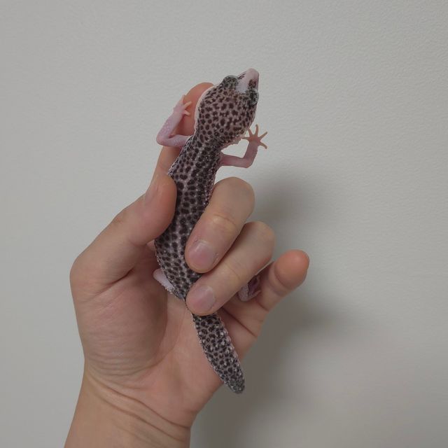 갤럭시