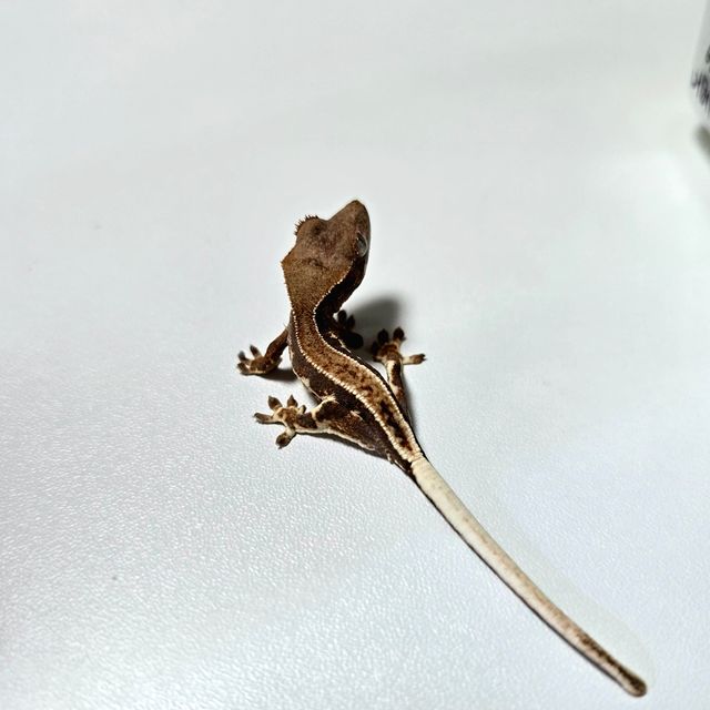 프라푸치노