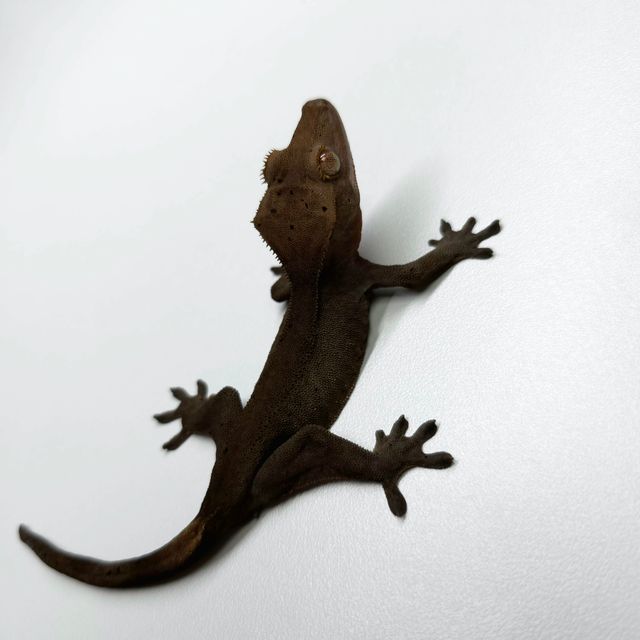 챠콜 다크 블랙