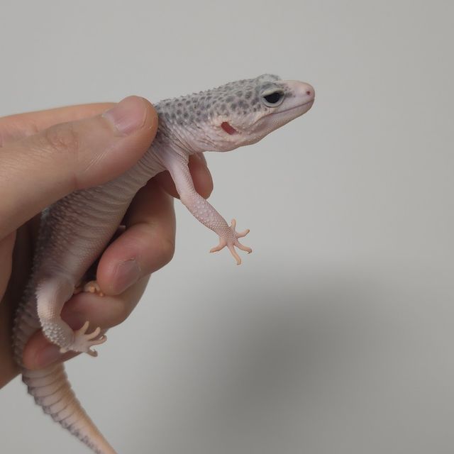 갤럭시
