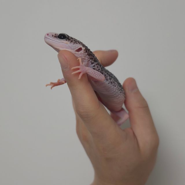 갤럭시