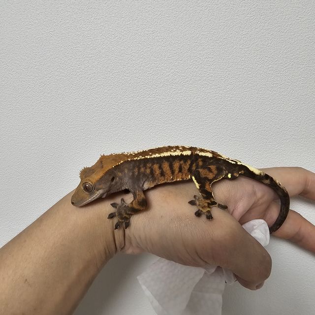 카푸치노 타이거 트라이