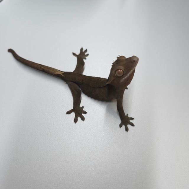 챠콜 다크 블랙