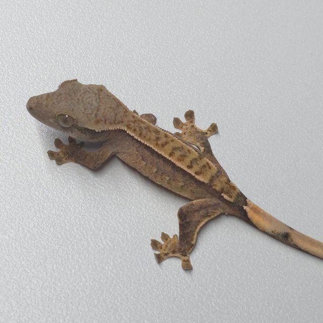 노멀