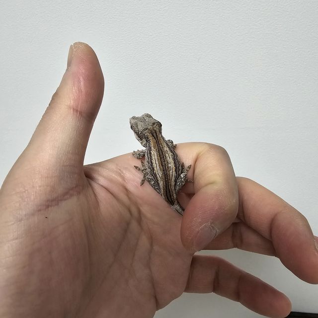 스트라이프 레드