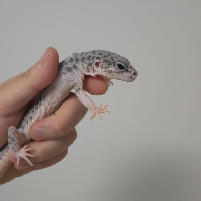 갤럭시