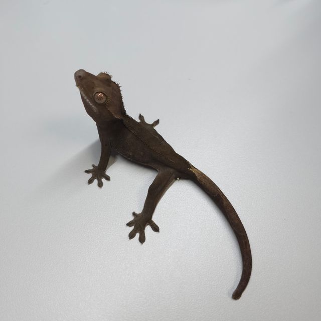 챠콜 다크 블랙