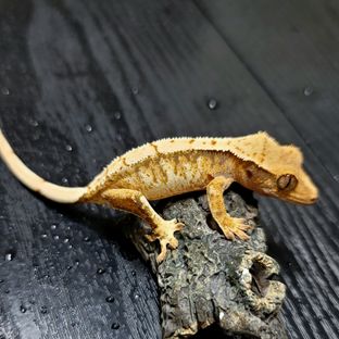 트라이