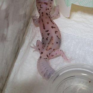 스팅어 화이트아웃