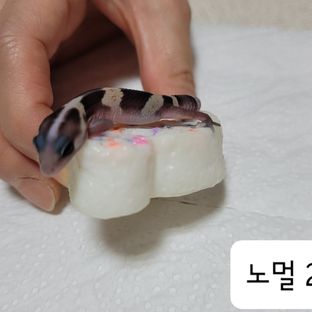 노멀