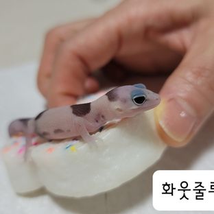 화이트아웃 줄루