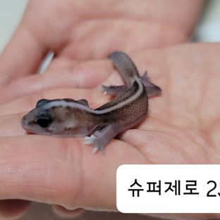 슈퍼 제로