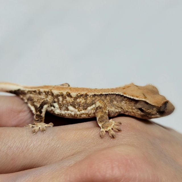 릴리화이트 트라이