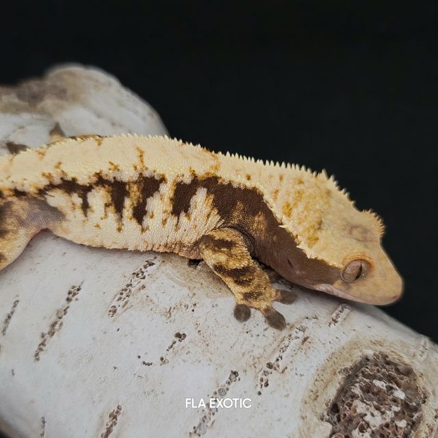 트라이 다크