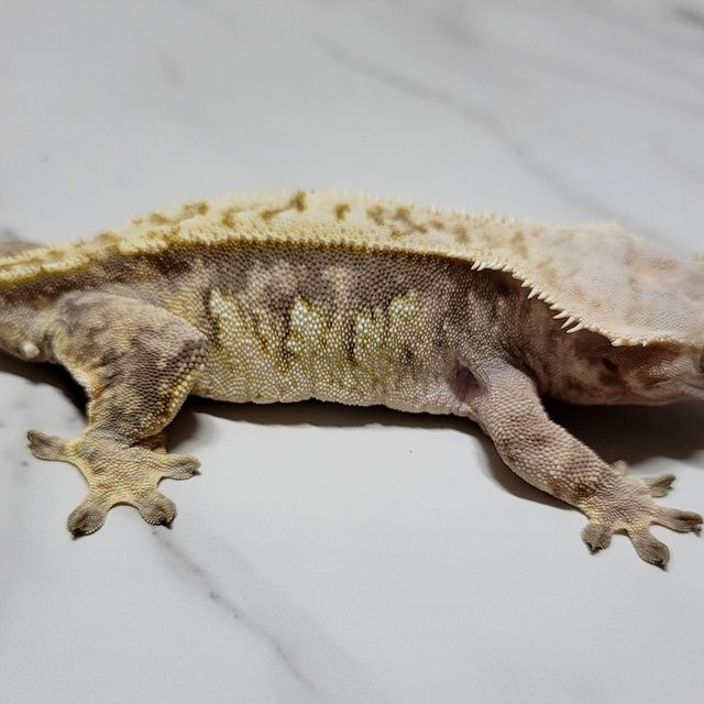 트라이