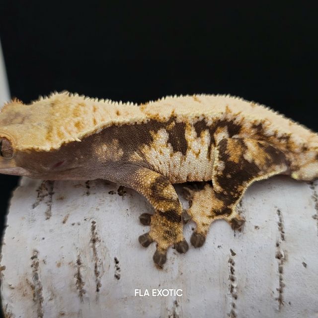 트라이 다크