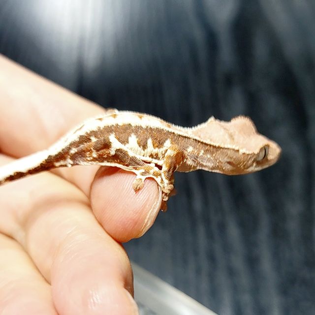 프라푸치노 풀핀 트라이