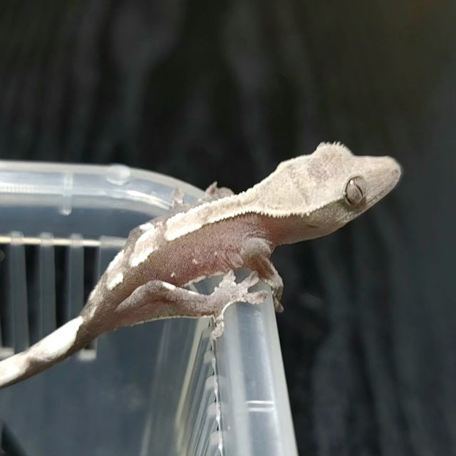 아잔틱