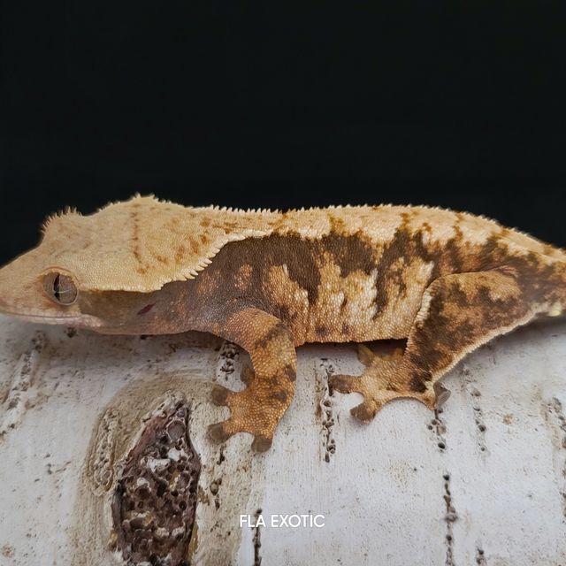 트라이
