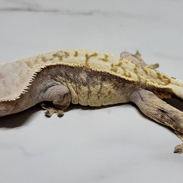 트라이
