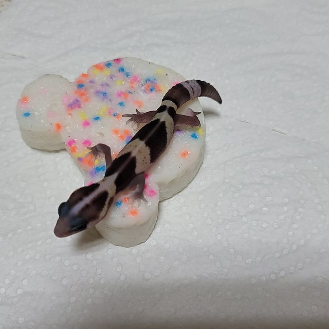노멀