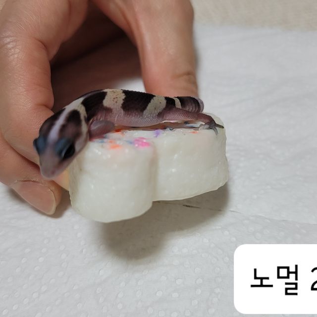 노멀